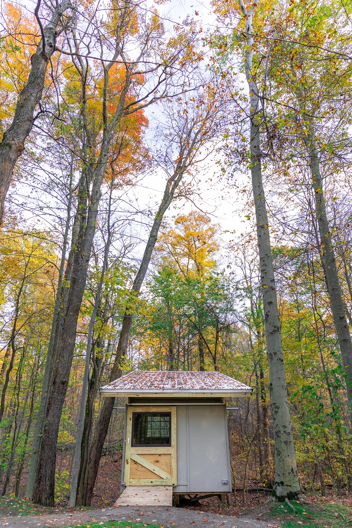 tree-house-entrance